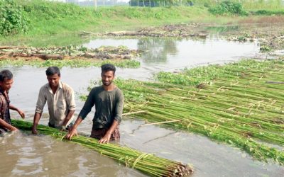 ভাড়া পুকুরে পাট জাগ